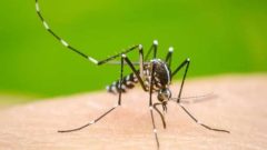 Dengue Cases Keep Rising in Rawalpindi