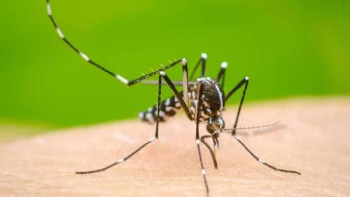 Dengue Cases Keep Rising in Rawalpindi