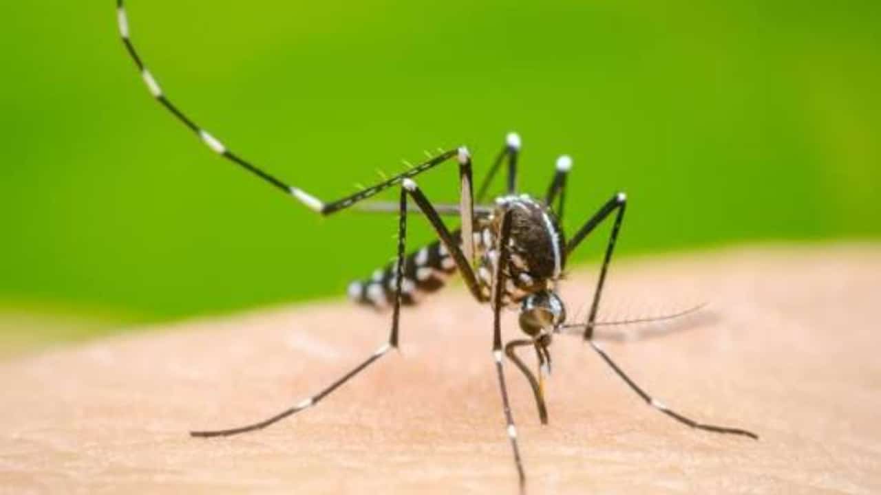 Dengue Cases Keep Rising in Rawalpindi