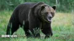 Bear kills man in home attack near Mongolian capital