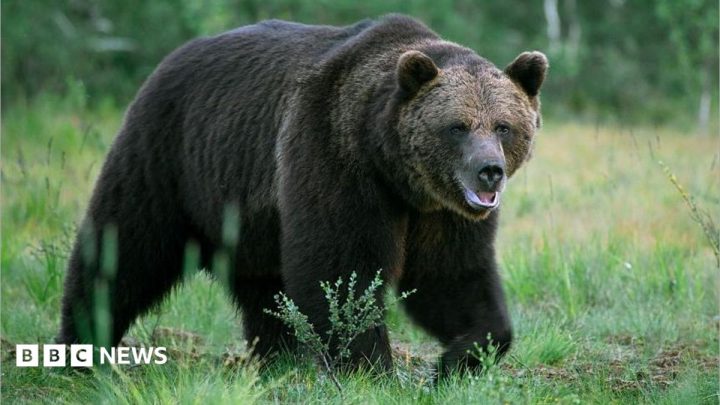 Bear kills man in home attack near Mongolian capital