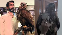 Extremely Rare Eagle Rescued in Sindh After Its Eyes Were Sewn Shut
