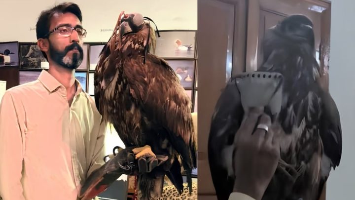 Extremely Rare Eagle Rescued in Sindh After Its Eyes Were Sewn Shut