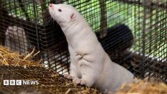 Denmark to ban mink farming in government U-turn