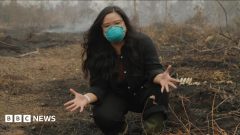 Why is a peat fire so bad? BBC is in Indonesia to find out