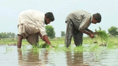 Agriculture Financing Crosses Rs. 1.3 Trillion