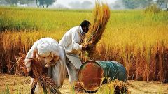 Kissan Ittehad Urges Govt to Declare Agricultural Emergency