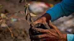 Restoring nature is key to a more resilient future