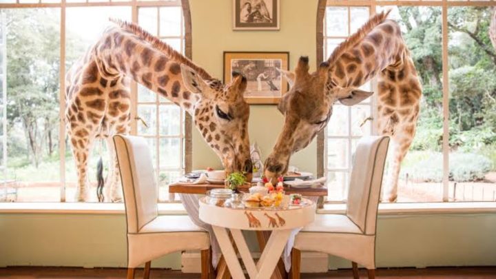 Pakistan’s First Giraffe Café Opens at Lahore Safari Park
