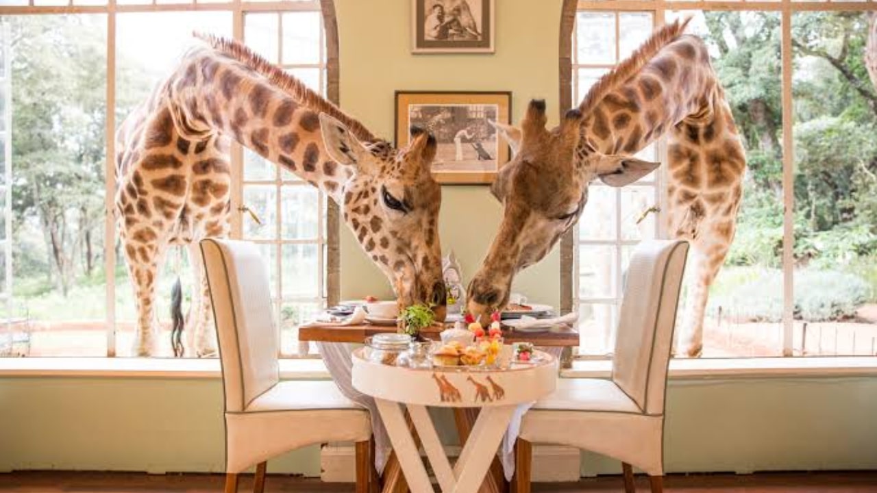 Pakistan’s First Giraffe Café Opens at Lahore Safari Park