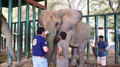 Can Pakistan save the last two of its four captive African elephants?