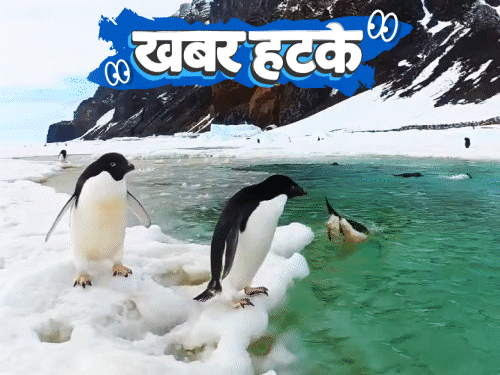 खबर हटके- अंटार्कटिका की बर्फ पिघला रही पेंगुइन की पॉटी: जुआ खेलने के लिए 14 शादियां; 200 साल बाद जन्मा असली जंगली घोड़ा1:45Play video