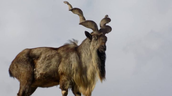 KP Sells 4 Markhor Hunting Permits for Massive Amount of Money