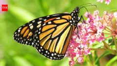 Animals & PetsMeet Monarchs: ‘Endangered’ traveller butterflies that survive on poisonous milkweed