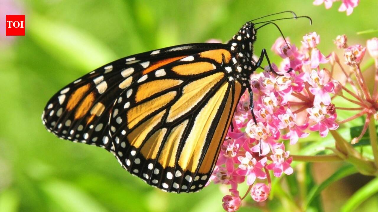 Animals & PetsMeet Monarchs: ‘Endangered’ traveller butterflies that survive on poisonous milkweed