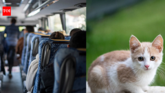 US school bus driver removed from route after letting 10-year-old rescue kitten