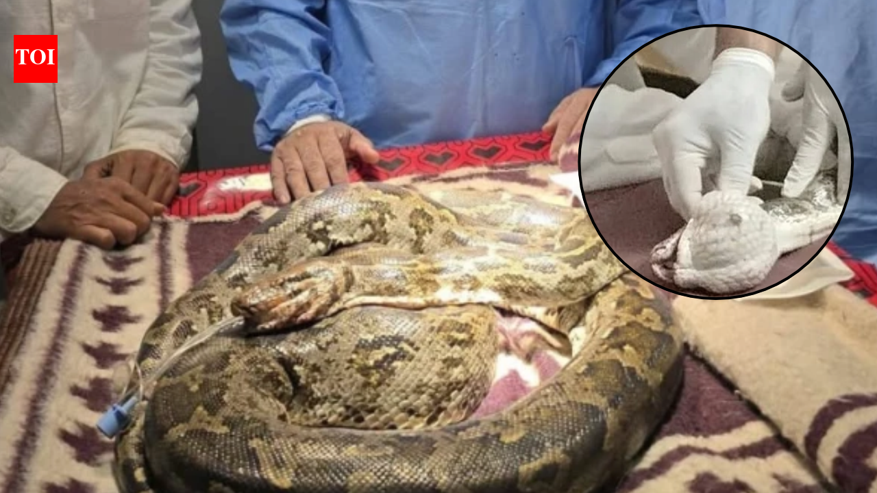 Animals & Pets8.5-kg python rescued with tumour, operated for 2 hours in Chhattisgarh