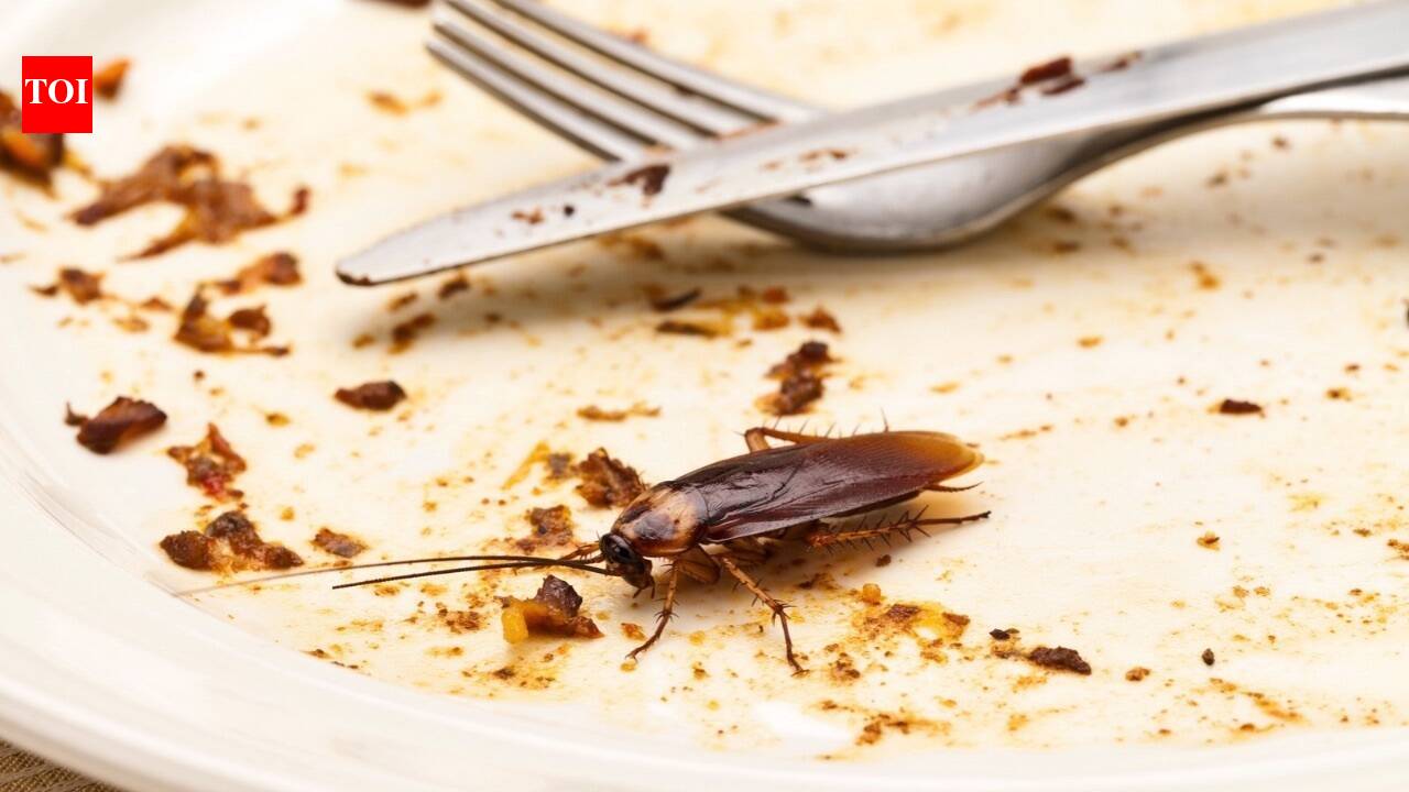 Home & Garden7 kitchen ingredients that keep cockroaches away