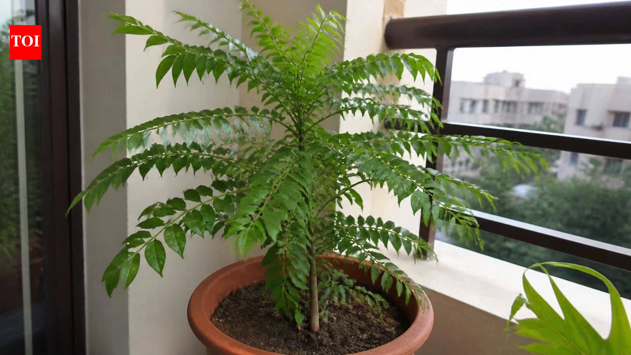 Home & GardenHow to grow curry leaves in a pot: 7 mistakes to avoid
