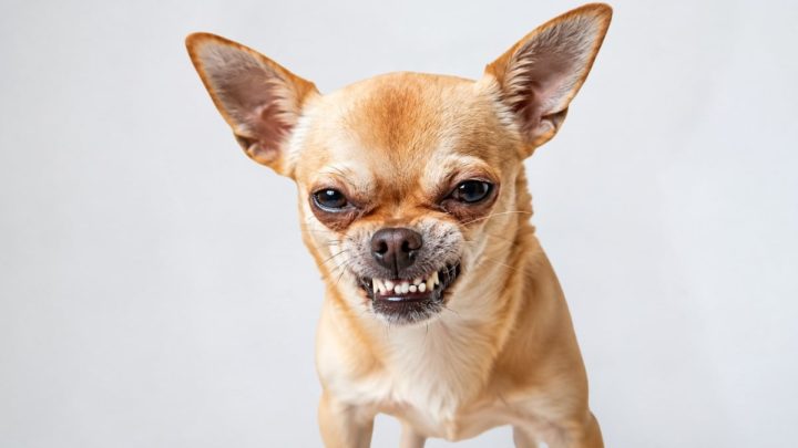 Another Suspected Rabies Case Reported in Karachi