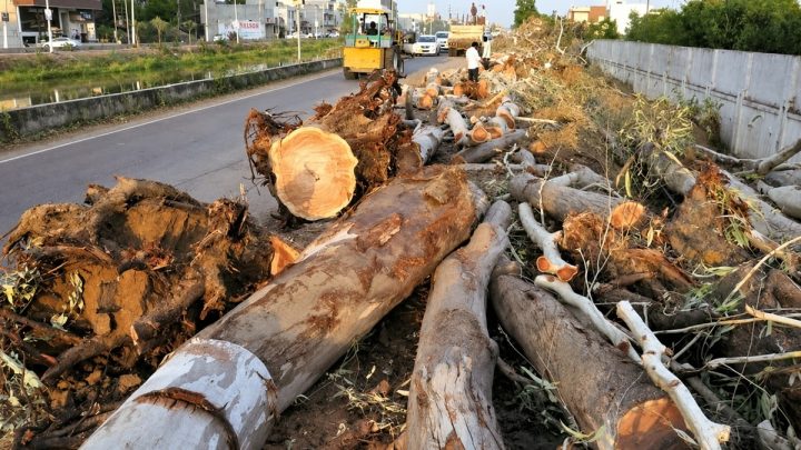 Expansion of Major Karachi Road Results in Tree Cutting Along 8 KM Stretch