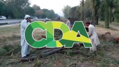 2 CDA Officials Suspended for Cutting Trees