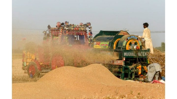Wheat Seed Prices High Ahead of Sowing Season
