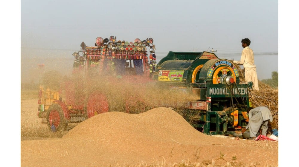 Wheat Seed Prices High Ahead of Sowing Season