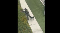 Dog walker threatened with gun during ICE arrest in North Hollywood