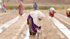 The Paradox of Women in Pakistan’s Agriculture