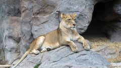 Citizens Can Now Adopt Animals at Lahore Zoo