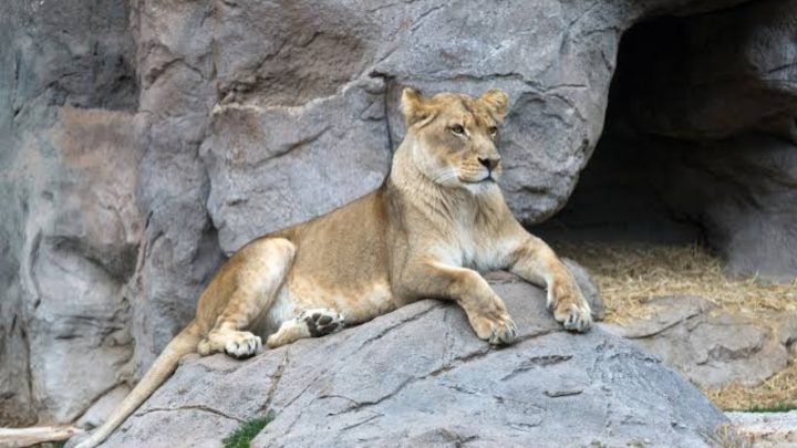 Citizens Can Now Adopt Animals at Lahore Zoo